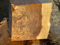 Elm Wood Pattern 3